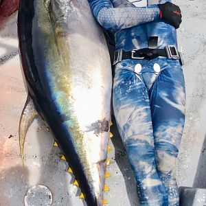 Yellowfin Tuna Spearfishing Panamá