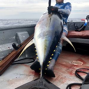Panamá Spearfishing Yellowfin Tuna