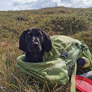 Hunting Dog Sweden