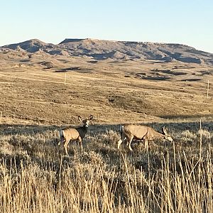 Mule Deer in Wyoming USA