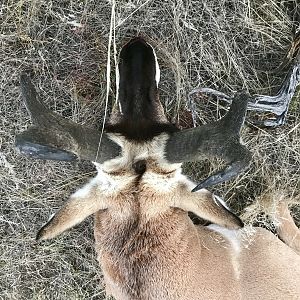 Pronghorn Hunting Wyoming USA