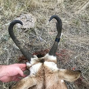 Wyoming USA Hunt Pronghorn