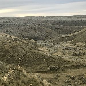 Mule Deer in Wyoming USA