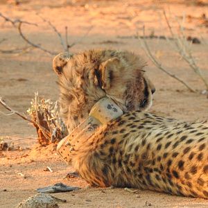 Two cheetah near warthog kill @ Erindi Game Reserve