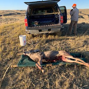 Hunting Mule Deer Wyoming USA