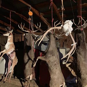 Hunting Pronghorn & Mule Deer Wyoming USA