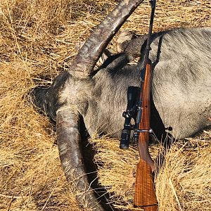 Asiatic Water Buffalo Hunt Australia