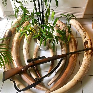 .375 H & H Rifle with Elephant Tusks