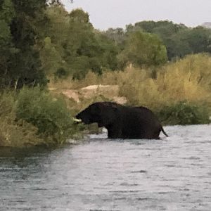 Elephant in the Zambezi River Zimbabwe