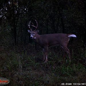 Trail Cam Pictures of White-tailed Deer