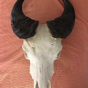 Forest Buffalo European Skull Mount