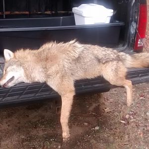 Adirondack "Wolf" Coyote Hunting USA