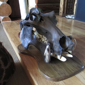 Hippo Bronzed Skull