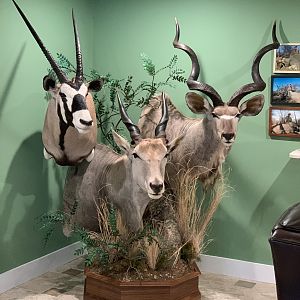 Gemsbok, Eland & Kudu Pedestal Mount Taxidermy