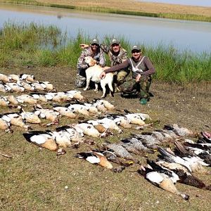 Wild Geese and Duck Hunting South Africa