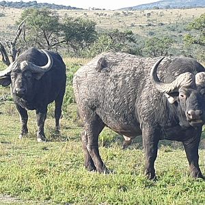 Cape Buffalo in South Africa