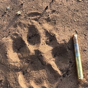 Leopard Track South Africa