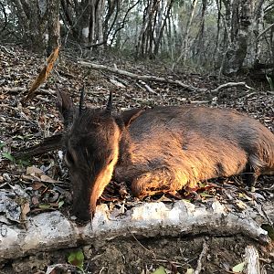 Blue Duiker Hunting South Africa