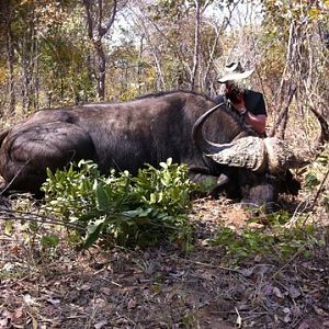 Botswana Hunt Cape Buffalo