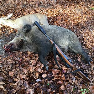 Germany Driven Hunt Deer & Boar