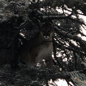 Mountain Lion in tree New Mexico USA