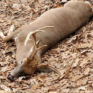 Hunt White-tailed Deer in USA