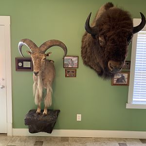 Aoudad Half Mount & Bison Shoulder Mount Taxidermy