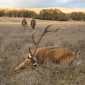 Red Stag Hunting Argentina