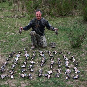 Argentina Hunting Dove