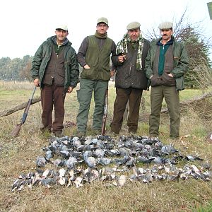 Pigeon & Dove Hunt Argentina