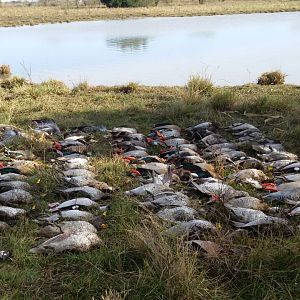 Duck Hunt Argentina