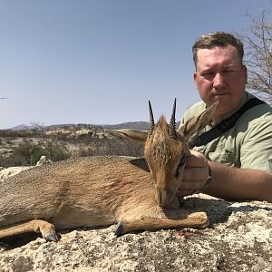 Namibia Hunting Damara Dik-dik