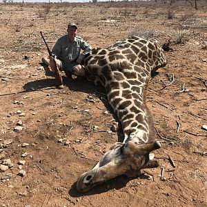 Giraffe Hunt Namibia