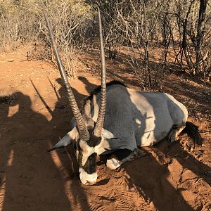 Gemsbok Hunting Namibia