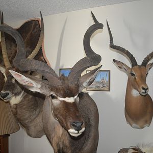 Kudu,  Waterbuck & Impala Shoulder Mount Taxidermy