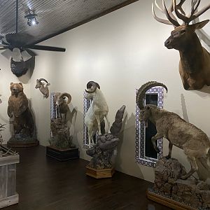 Trophy Room