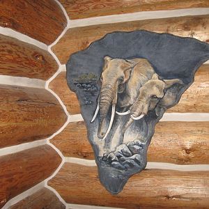 Elephant Ear Taxidermy