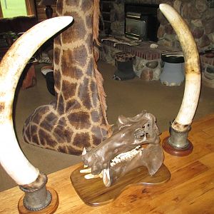 Elephant Tusks Taxidermy