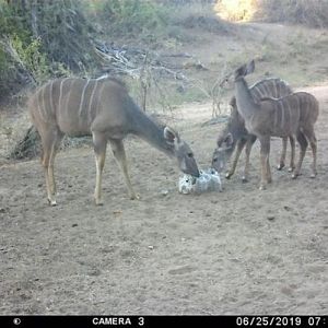 Trail Cam Pictures of Kudu in Zimbabwe