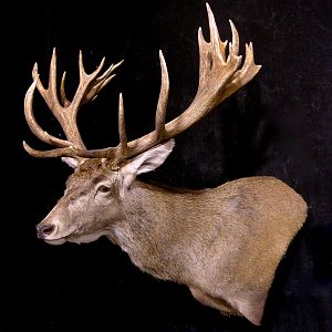 Spanish Red Stag Shoulder Mount Taxidermy