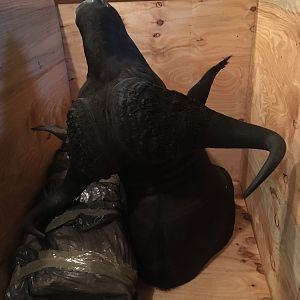 Cape Buffalo Shoulder Mount Taxidermy in Crate