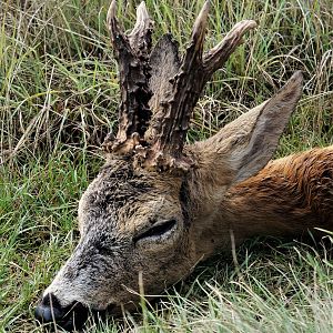 Roe Deer Hunting Austria