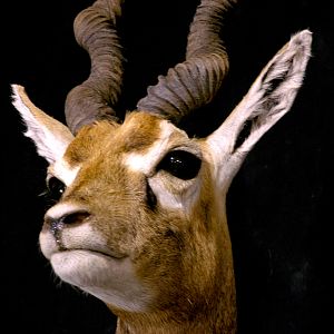 Argentina Blackbuck Antelope Full Mount Taxidermy