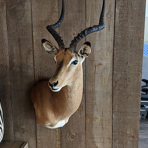 Impala Shoulder Mount Taxidermy