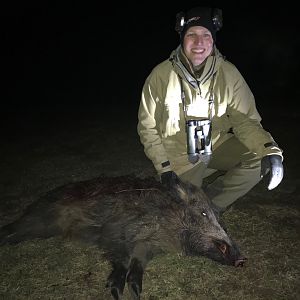 Hunt Wild Boar in Hungary
