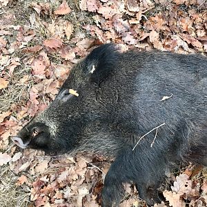 Hungary Hunt Wild Boar