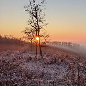 Wild Boar Hunting Hungary