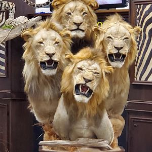 Lion Taxidermy at Dallas Safari Club (DSC) Convention 2020