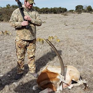 Texas USA Hunting Scimitar Oryx