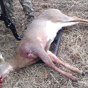 USA Hunting White-tailed Deer